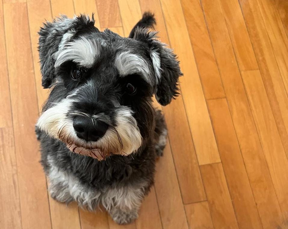 Cão schnauzer miniatura de pelagem preta e cinza sentado em um piso de madeira, olhando para a câmera com expressão fofa